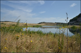 a photo of a marshlands full of wildflowers and water reservoirs
