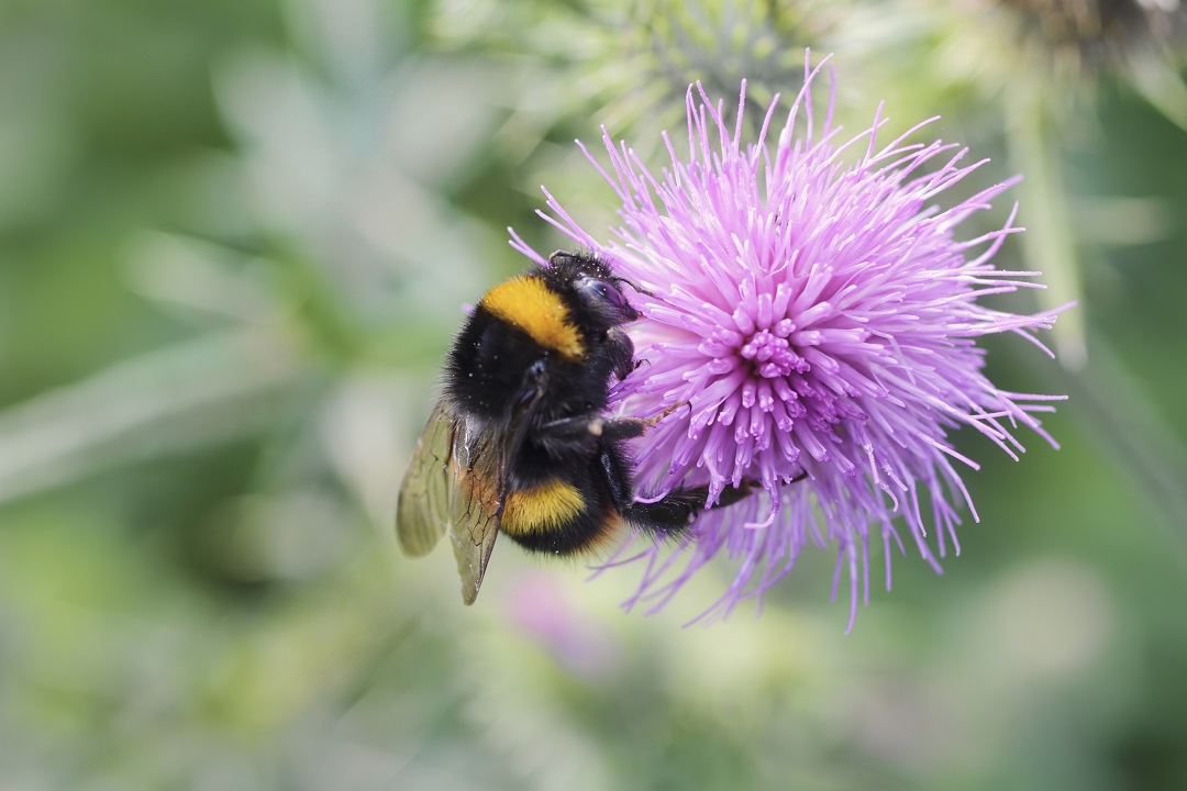 a close up picture of a bumblebee landing on a purple flower