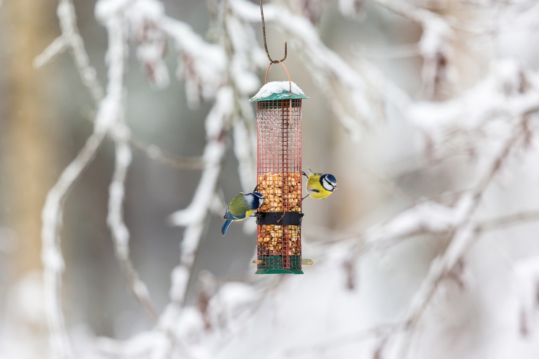 two yellow and blue birds perched on an icy bird feeder
