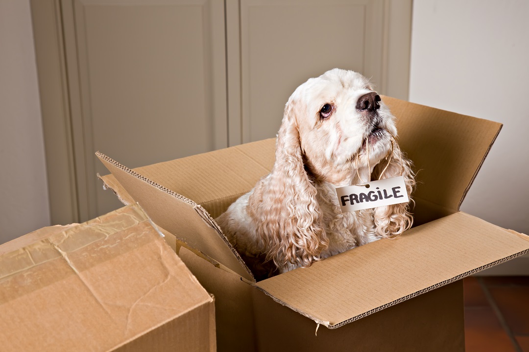 a fluffy dog sitting inside a cardboard box